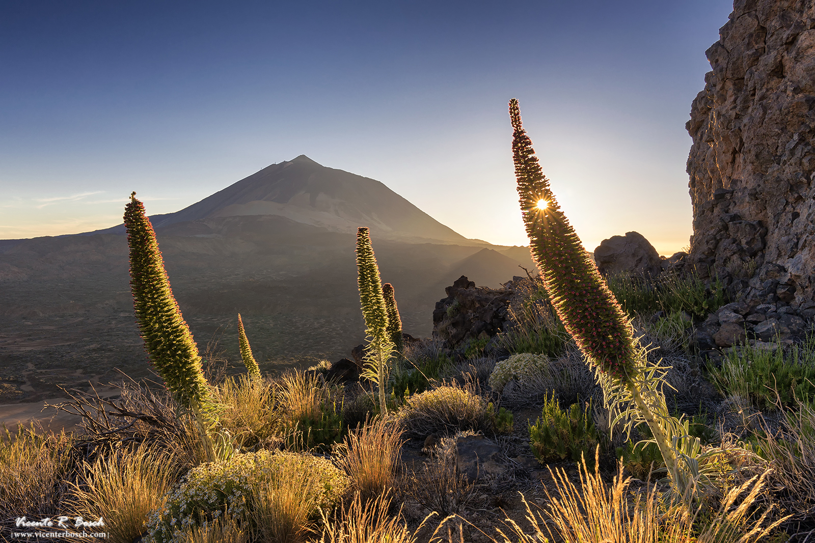 Tajinastes en el Teide