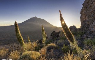 Tajinastes en el Teide